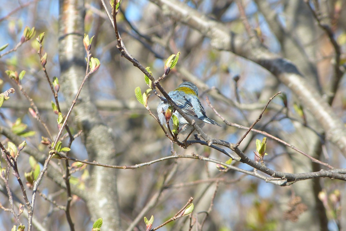 פרולה צפונית - ML636355979