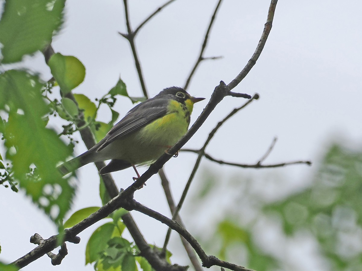 Canada Warbler - ML636355990