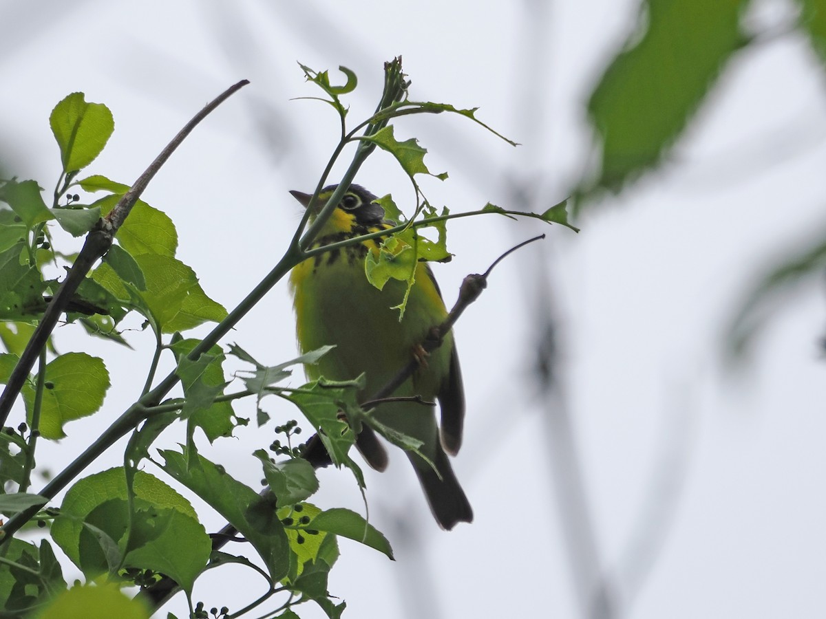 Canada Warbler - ML636355991