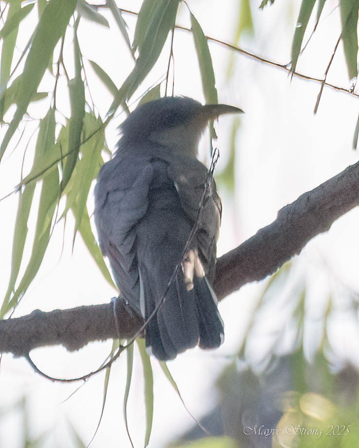 Yellow-billed Cuckoo - ML636356040