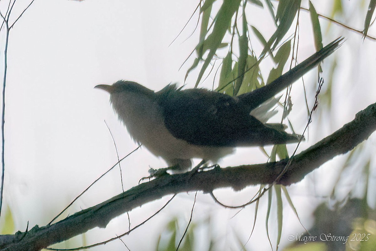 Yellow-billed Cuckoo - ML636356041