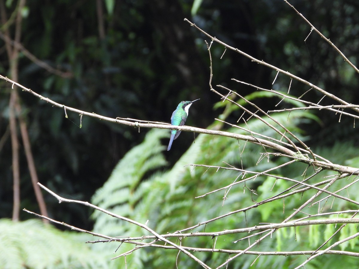 Black-eared Fairy - ML636356057