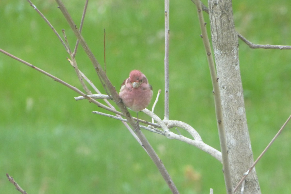Purple Finch - ML636356181
