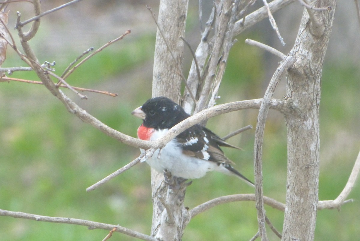 גבתאי ורוד-חזה - ML636356223