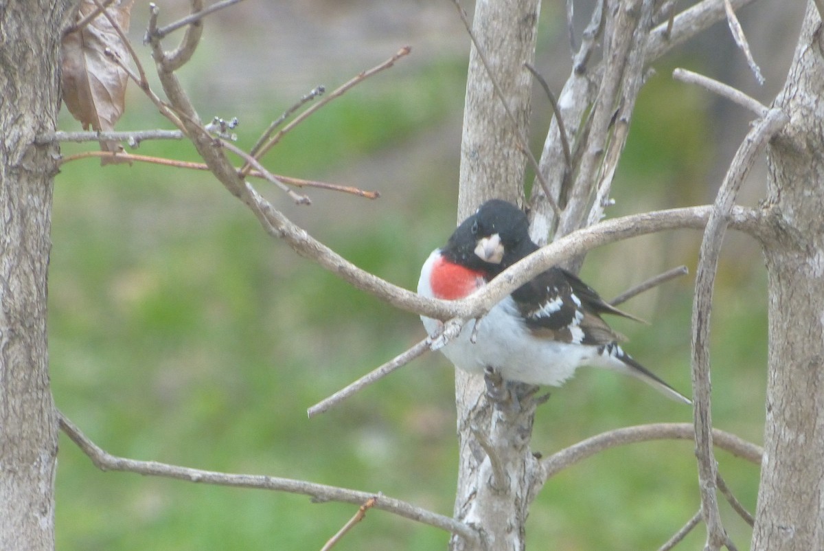 גבתאי ורוד-חזה - ML636356224