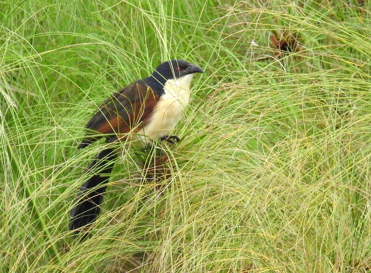 Blue-headed Coucal - ML636356287
