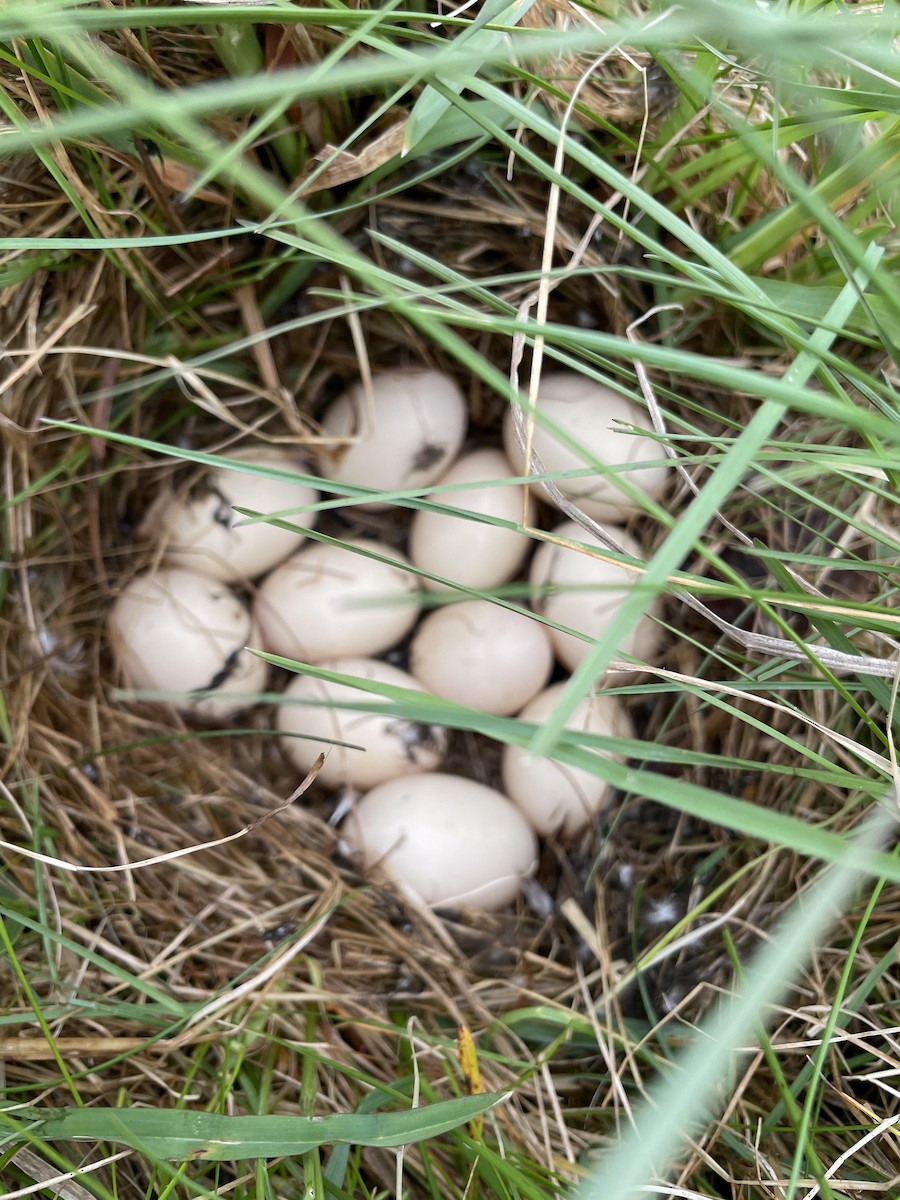 Blue-winged Teal - ML636356565