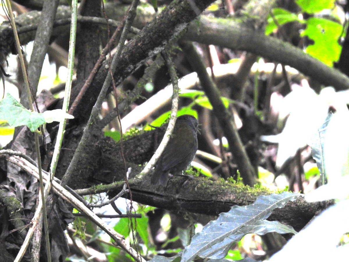 Wrenthrush - ML636356689