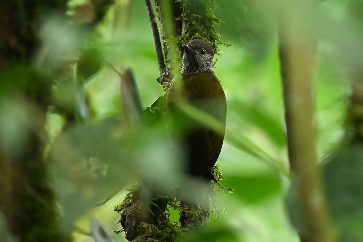 Buff-spotted Woodpecker - ML636356752