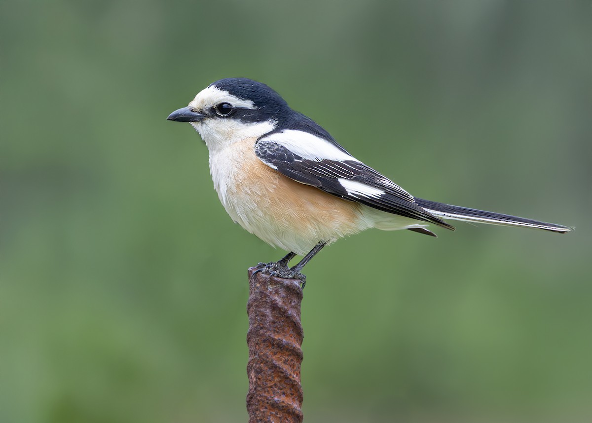 Masked Shrike - ML636356835