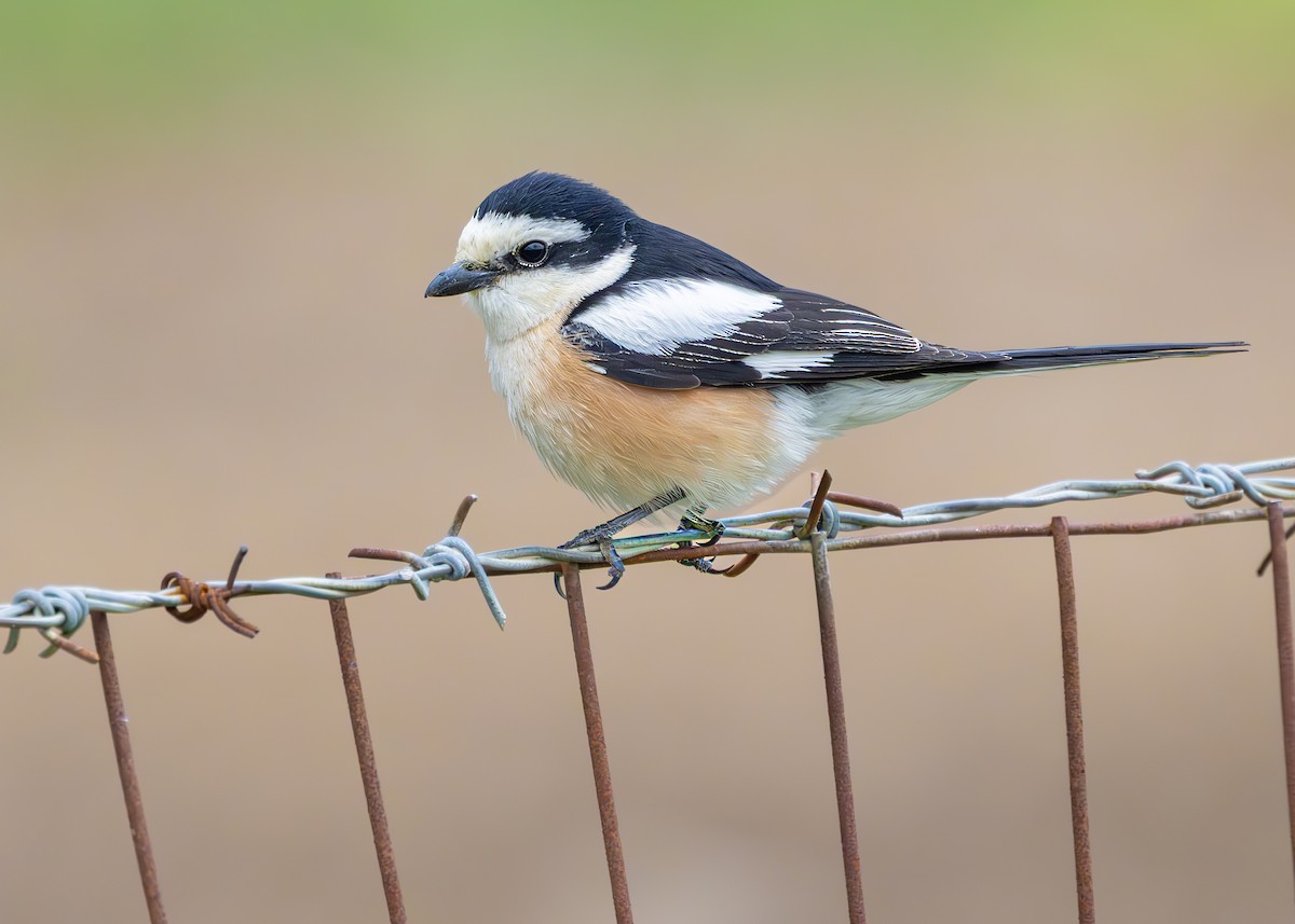 Masked Shrike - ML636356837