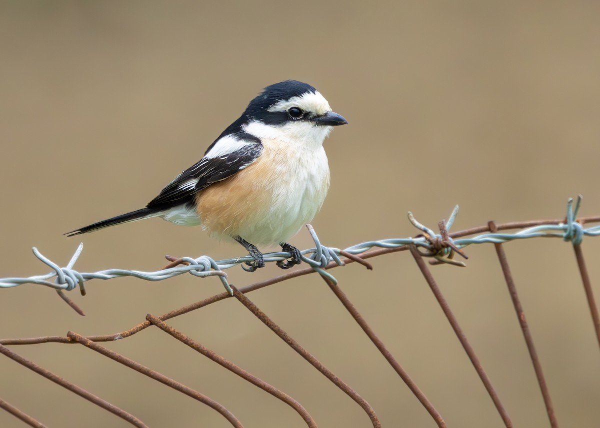 Masked Shrike - ML636356839