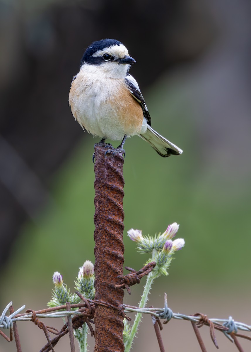 Masked Shrike - ML636356840
