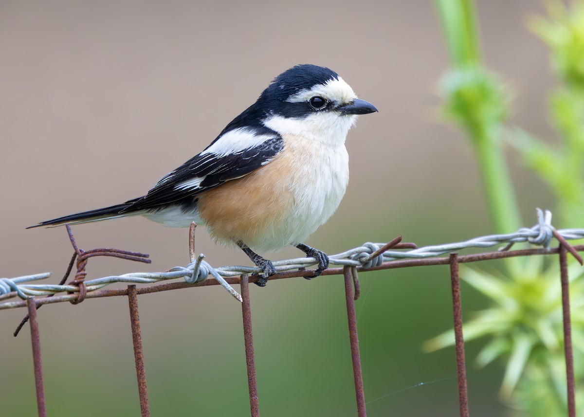 Masked Shrike - ML636356841