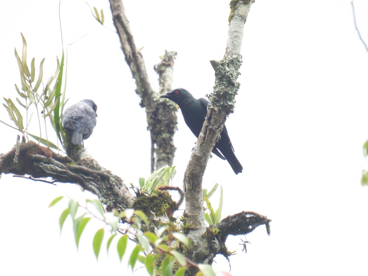Short-tailed Starling - ML636356891