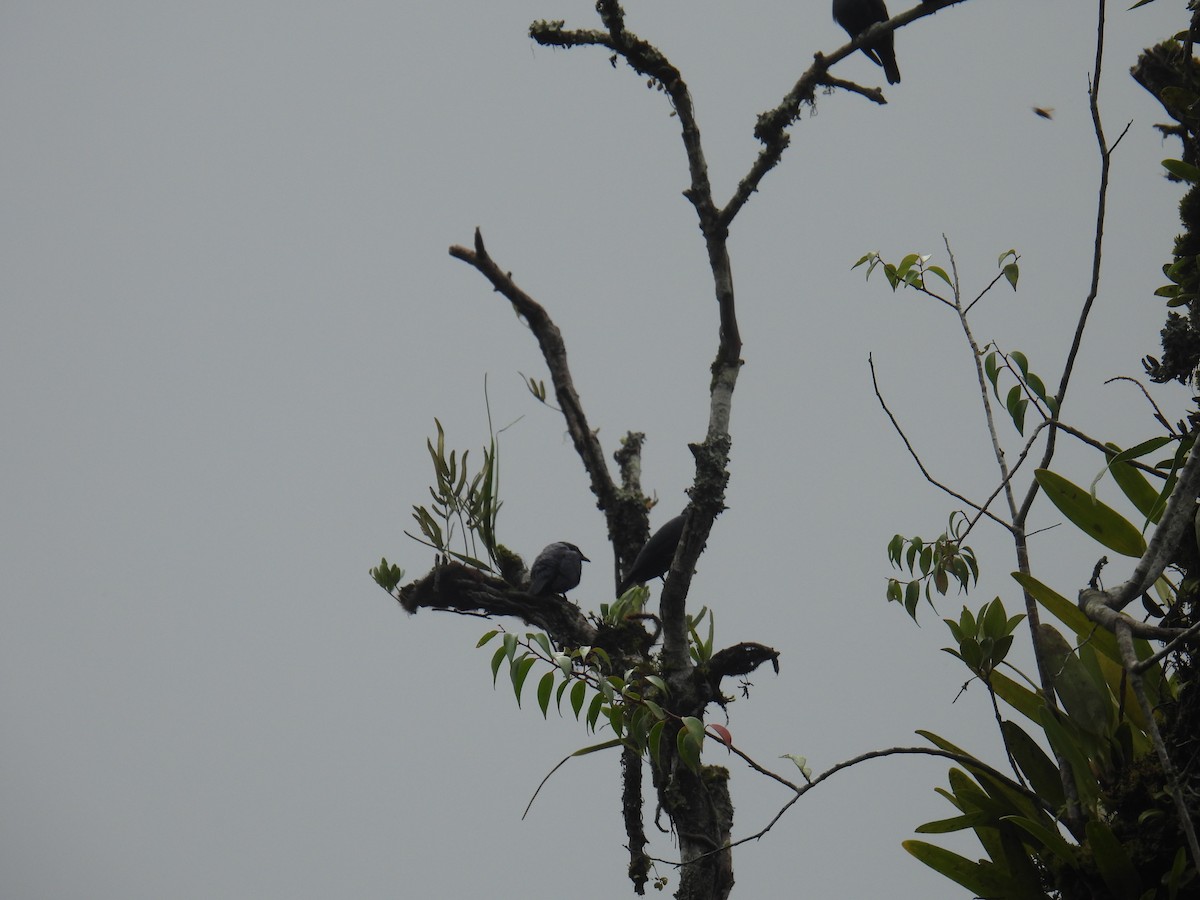 Short-tailed Starling - ML636356892