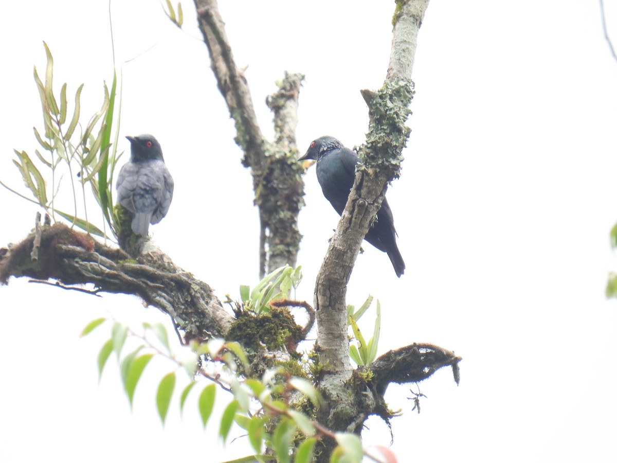 Short-tailed Starling - ML636356894
