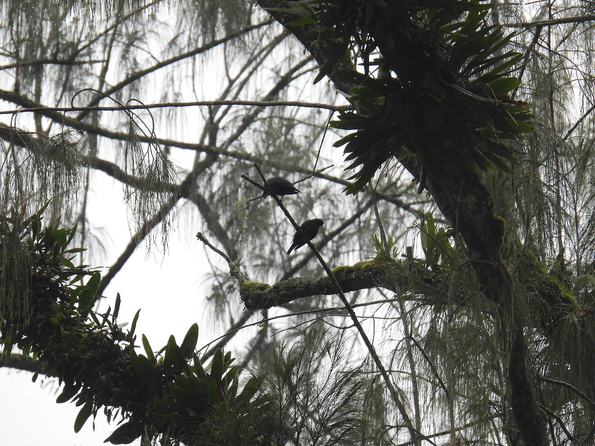 Short-tailed Starling - ML636356895