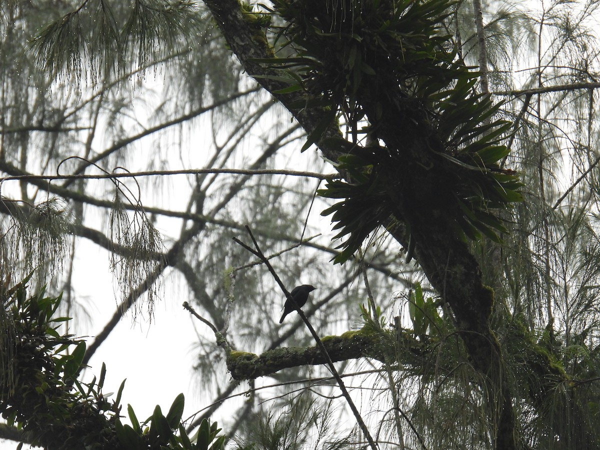 Short-tailed Starling - ML636356898