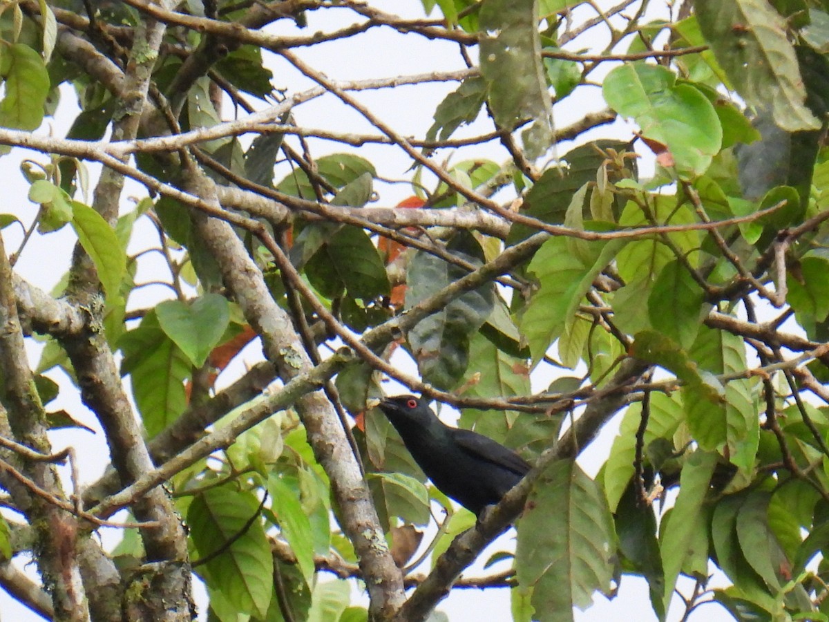 Short-tailed Starling - ML636356899