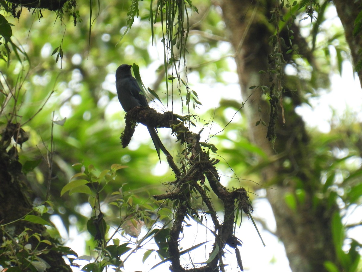 Ashy Drongo - ML636356997