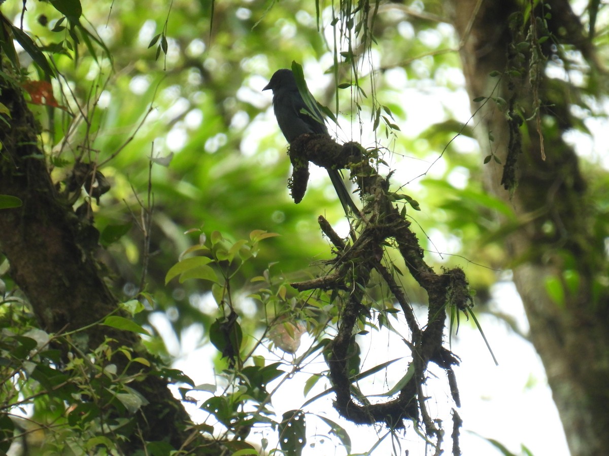 Ashy Drongo - ML636356998