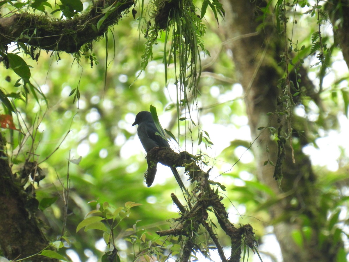 Ashy Drongo - ML636356999