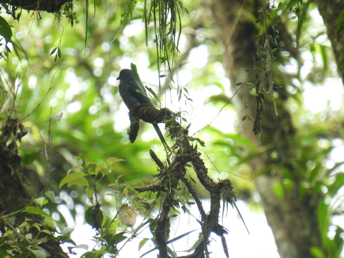 Ashy Drongo - ML636357004