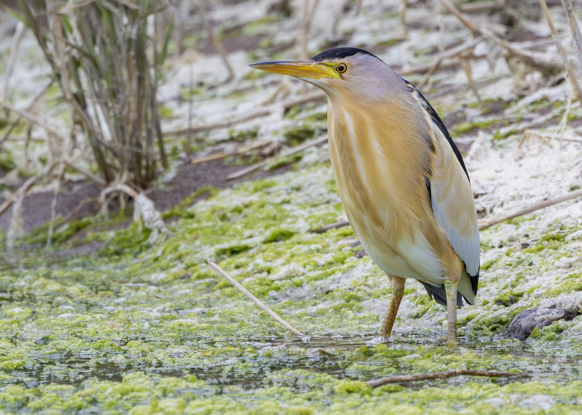 Little Bittern (Little) - Nathaniel Dargue