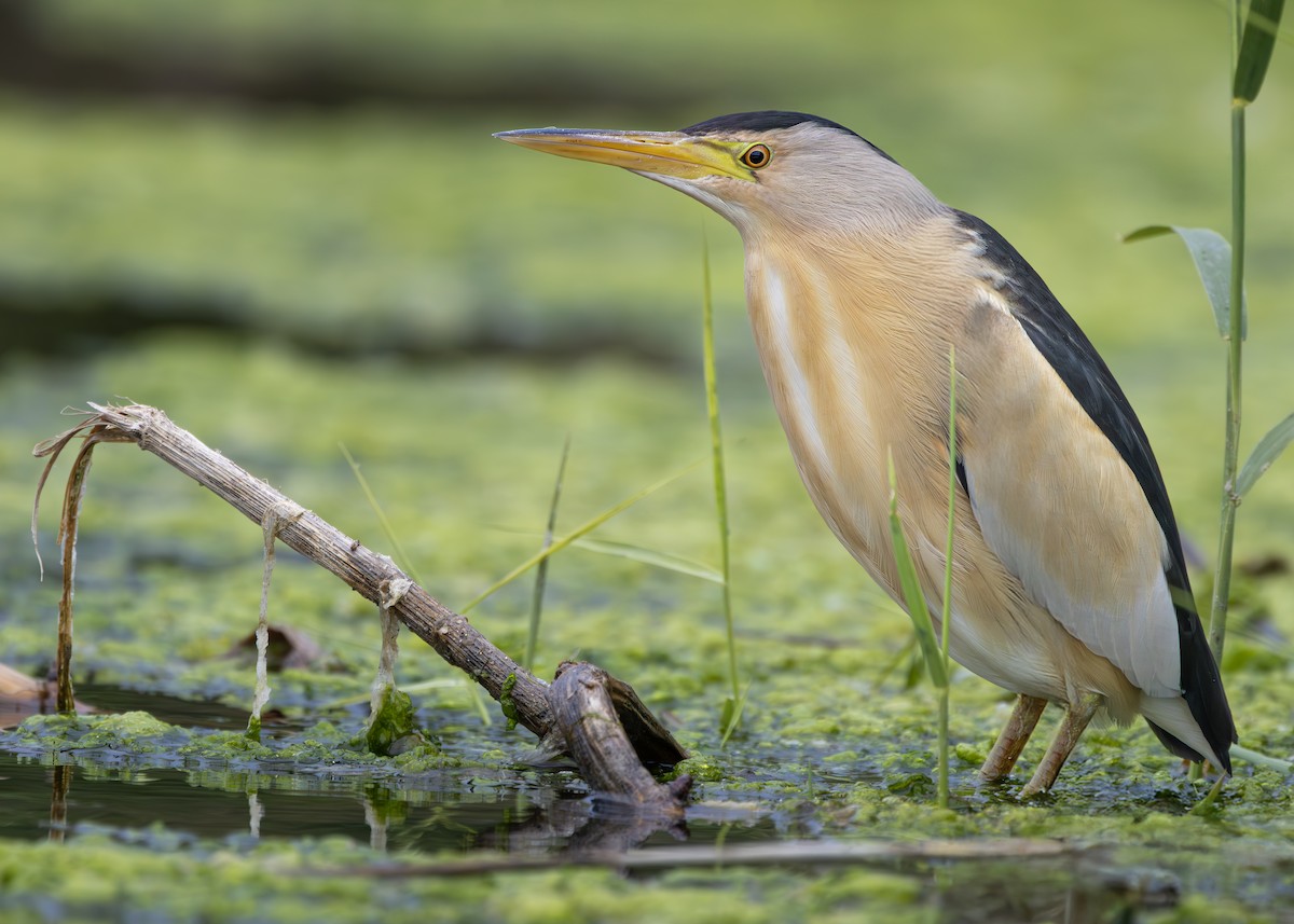 Little Bittern (Little) - Nathaniel Dargue