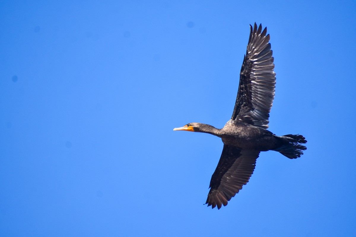 Double-crested Cormorant - ML636357069