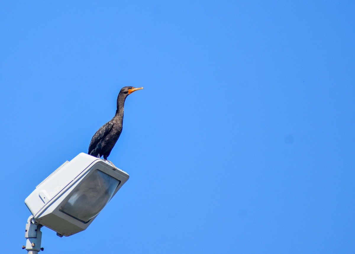 Double-crested Cormorant - ML636357070
