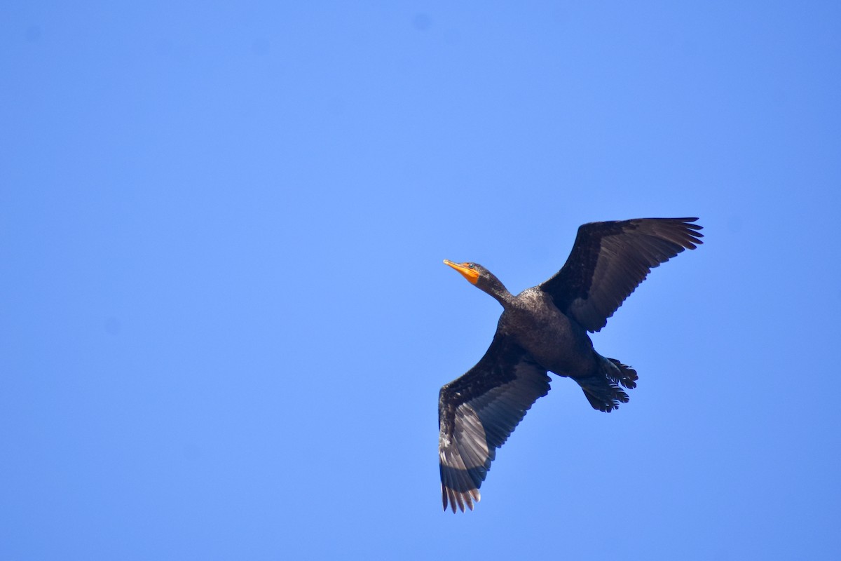 Double-crested Cormorant - ML636357072