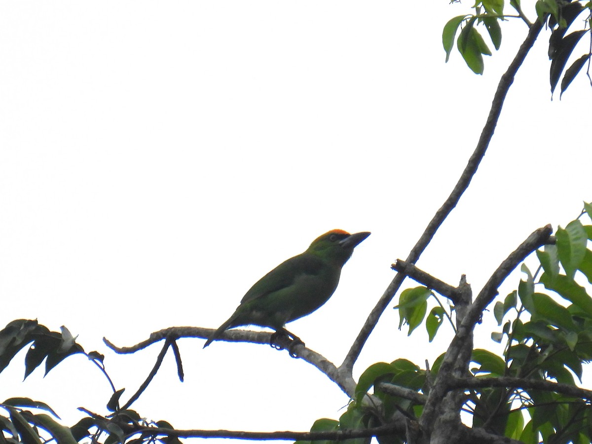 Flame-fronted Barbet - ML636357143