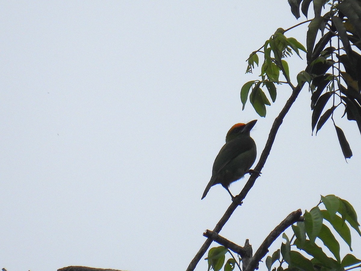 Flame-fronted Barbet - ML636357144