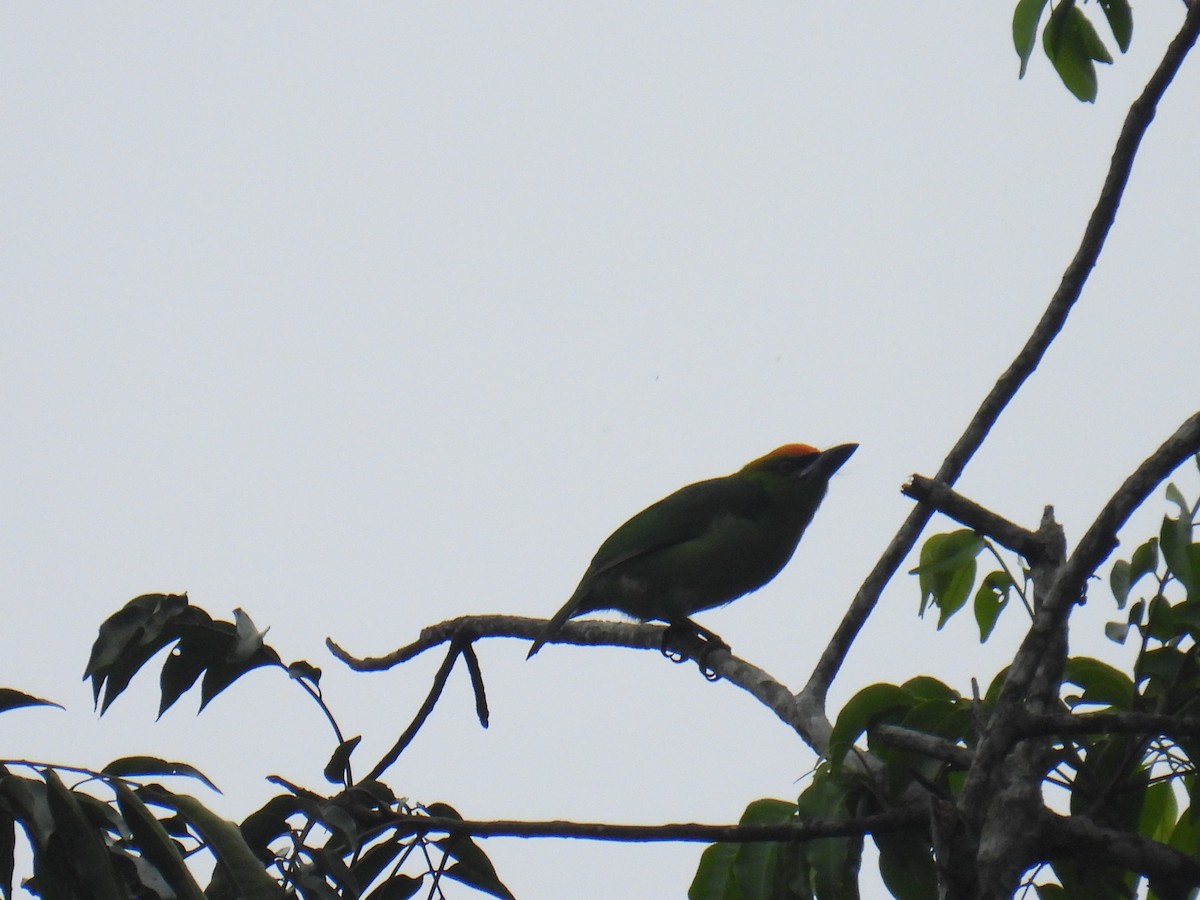 Flame-fronted Barbet - ML636357145