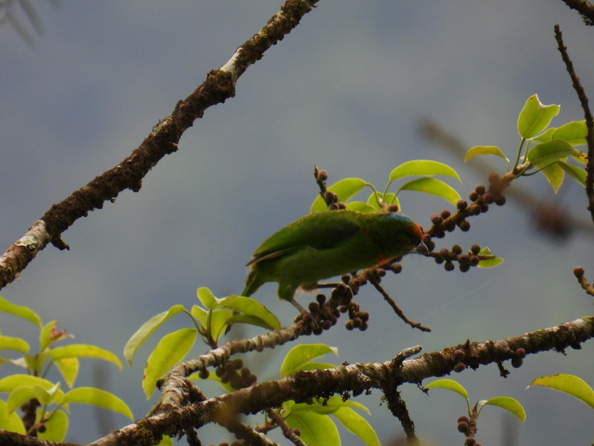 Flame-fronted Barbet - ML636357148
