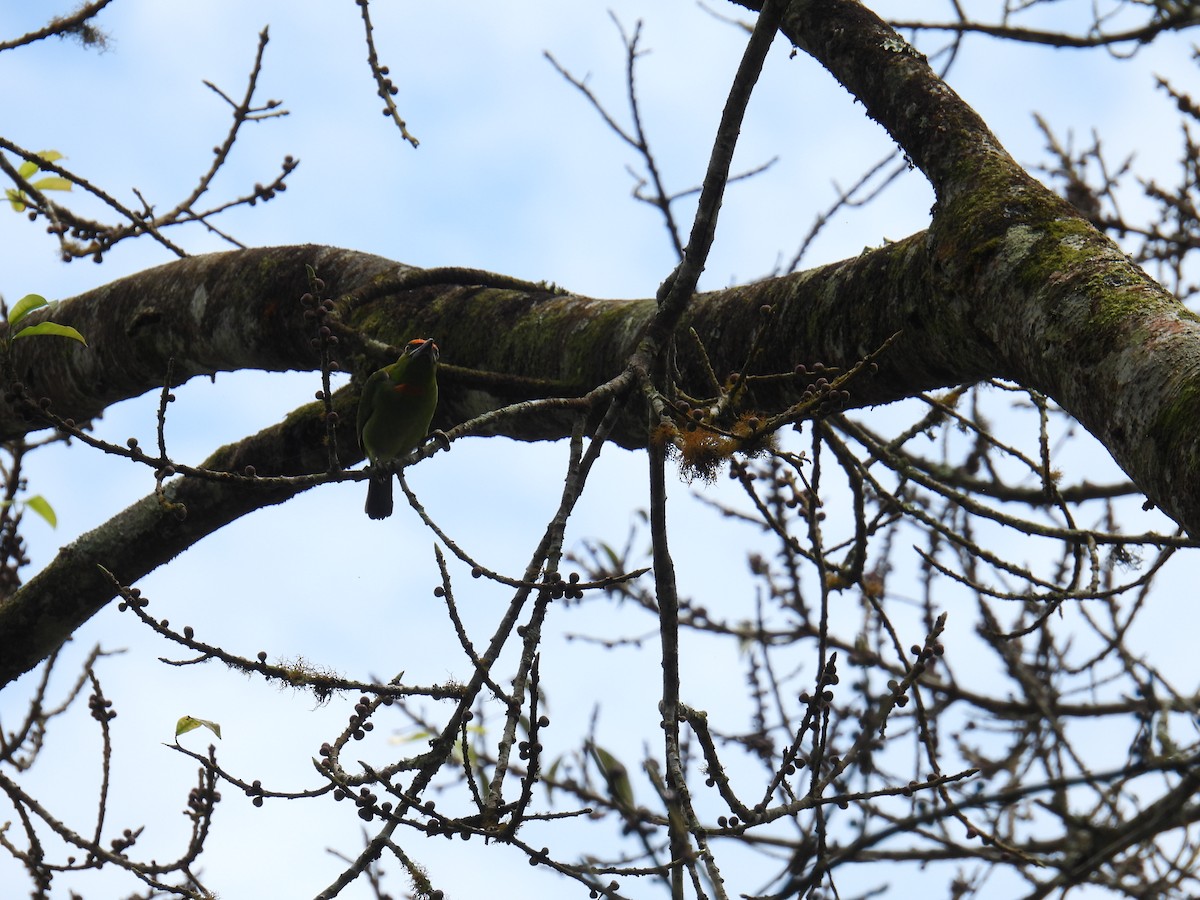 Flame-fronted Barbet - ML636357149