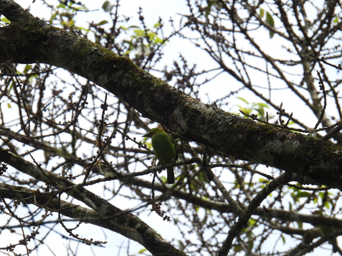 Flame-fronted Barbet - ML636357150