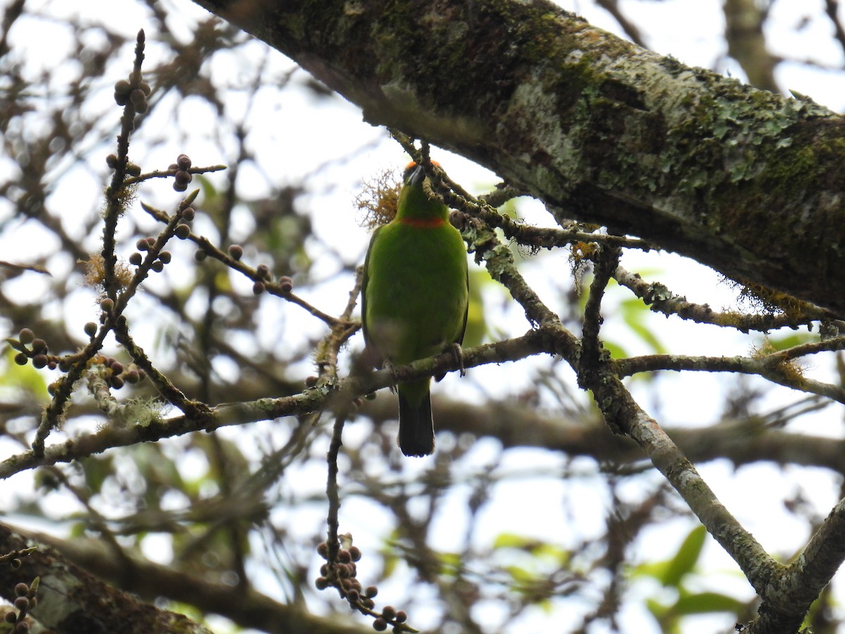 Flame-fronted Barbet - ML636357151