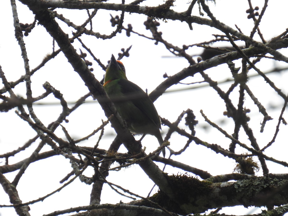 Flame-fronted Barbet - ML636357152