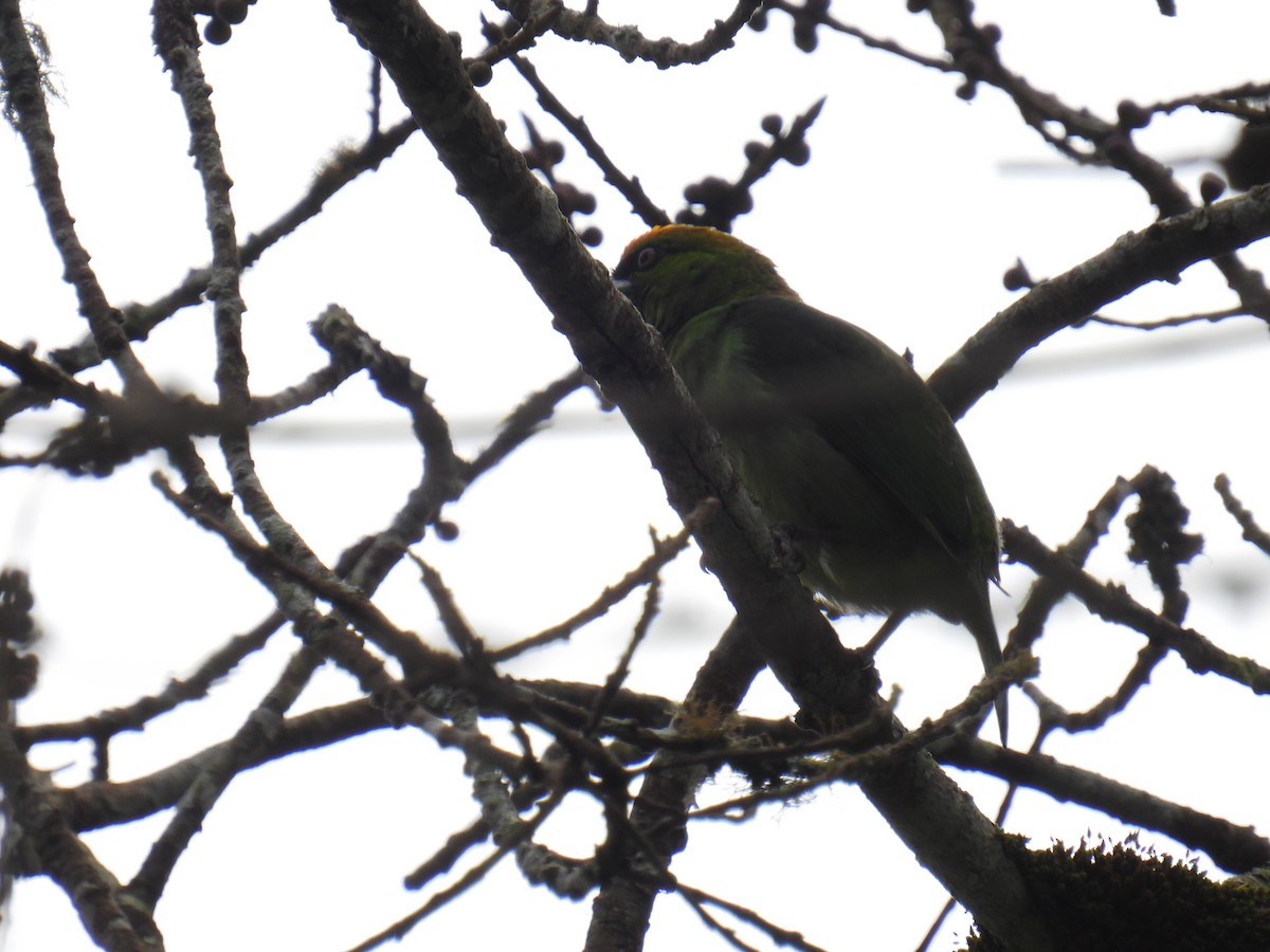 Flame-fronted Barbet - ML636357153