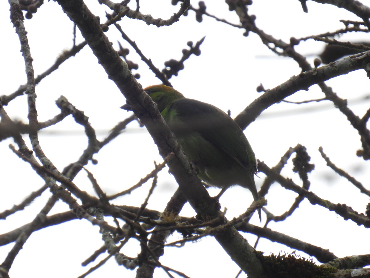 Flame-fronted Barbet - ML636357154