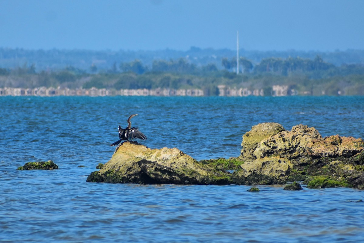 Anhinga - ML636357194