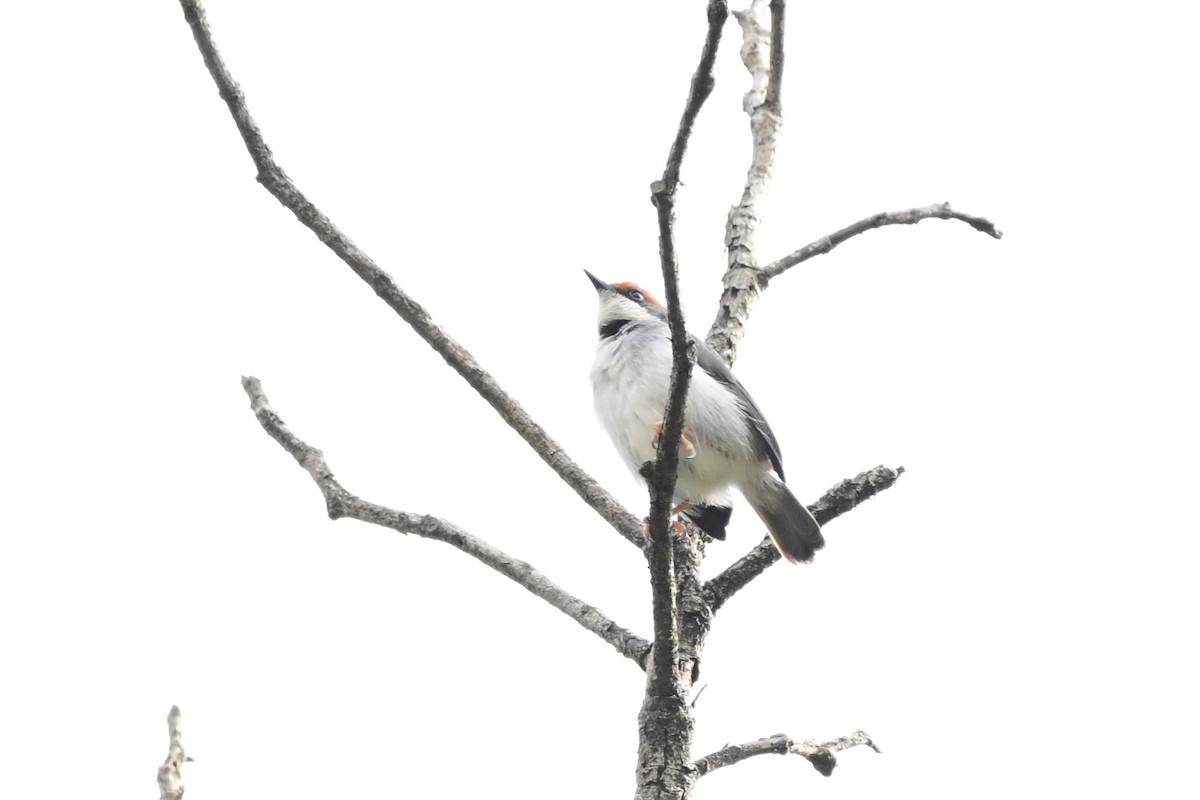 Turner's Eremomela - ML636357216