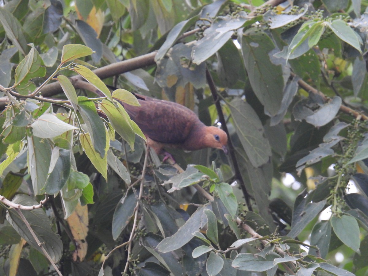Little Cuckoo-Dove - ML636357250
