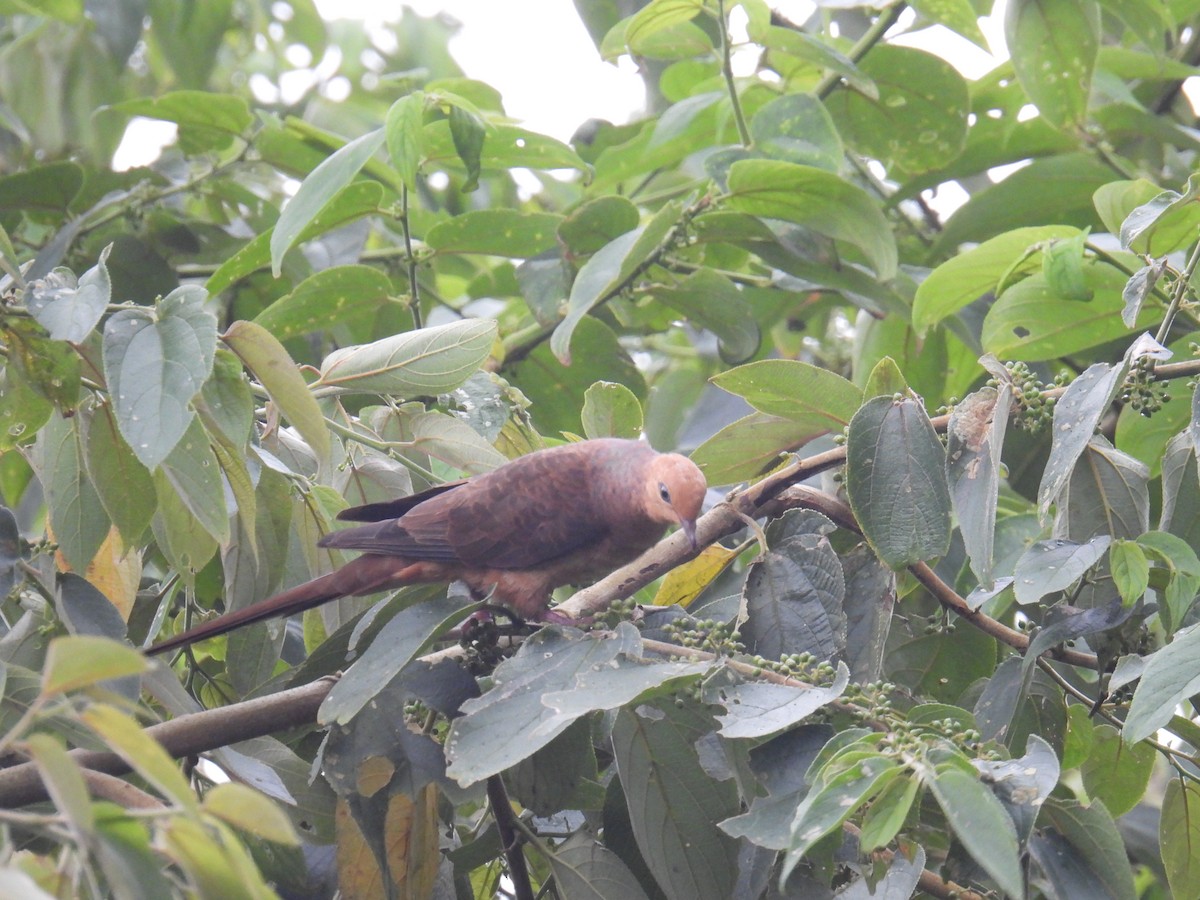 Little Cuckoo-Dove - ML636357251