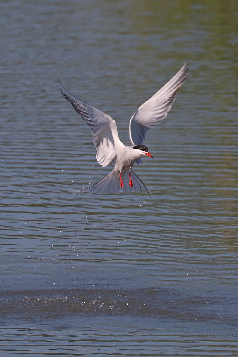 Эгэл хараалай - ML636357256