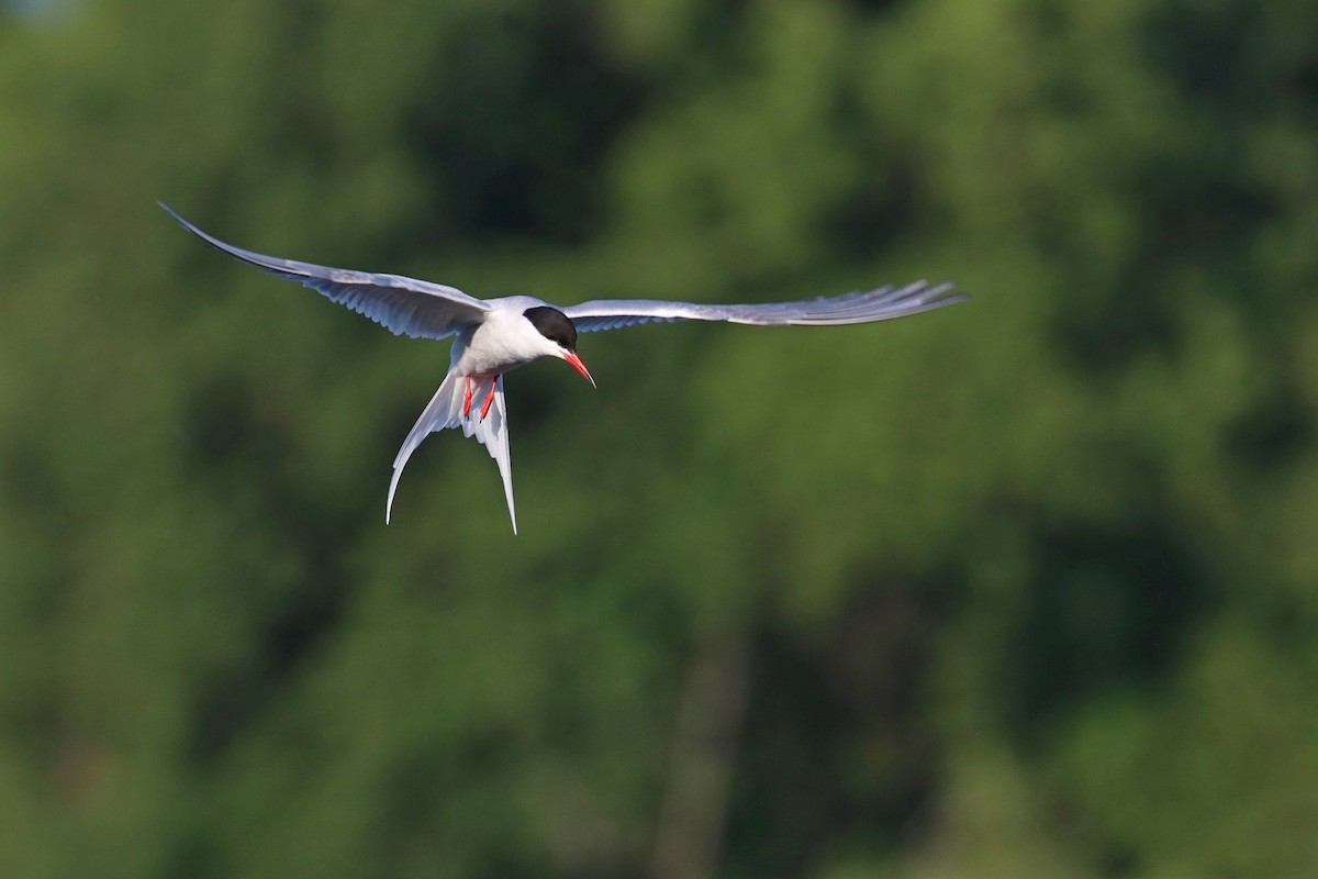 Эгэл хараалай - ML636357257