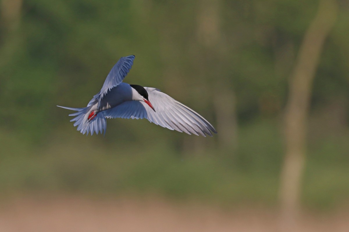 Эгэл хараалай - ML636357258